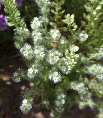 Cryptantha crassisepala