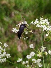 Pedostrangalia pubescens