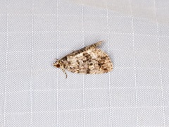 Protodeltote distinguenda