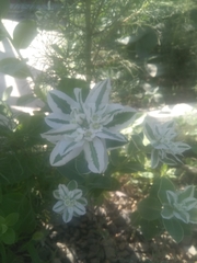 Euphorbia marginata