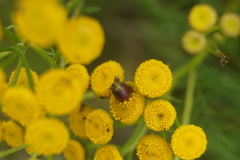 Rhopalomyia tanaceticola
