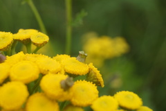 Rhopalomyia tanaceticola