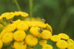Rhopalomyia tanaceticola