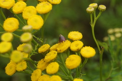 Rhopalomyia tanaceticola