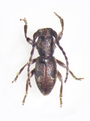 Parmena meregallii