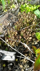 Cladonia rei