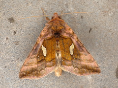 Autographa excelsa