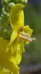 Verbascum speciosum