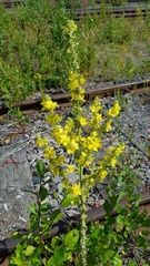 Verbascum speciosum