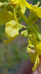 Verbascum speciosum