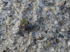 Polymerus venaticus