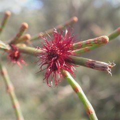 Allocasuarina striata