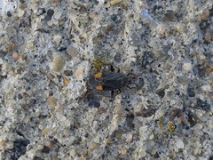 Polymerus venaticus