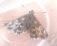 Carcharodina