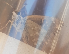 Carcharodina