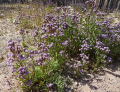 Phacelia integrifolia