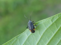 Polymerus venaticus