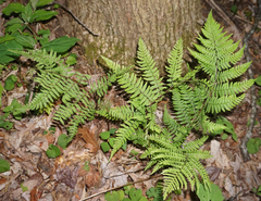 Athyrium