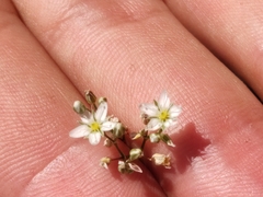 Minuartia setacea