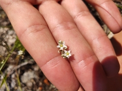 Minuartia setacea