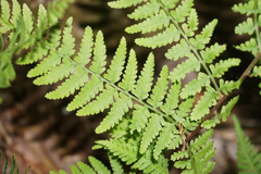 Athyrium