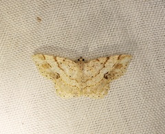 Calletaera subexpressa