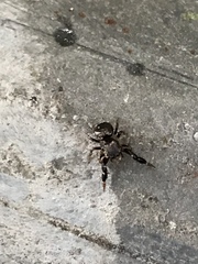 Harmochirus insulanus