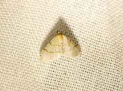 Chrioloba perpusilla