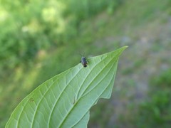 Polymerus venaticus