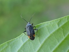 Polymerus venaticus