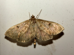 Anania perlucidalis