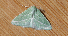 Synchlora bistriaria