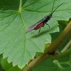 Atanycolus cappaerti