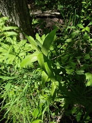 Eupatorium perfoliatum