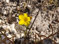 Linum ucranicum