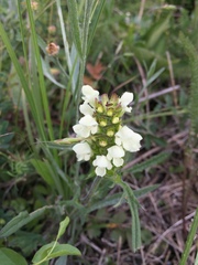 Prunella laciniata