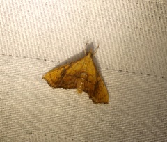 Hyalobathra micralis