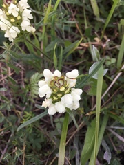 Prunella laciniata