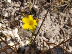 Linum ucranicum