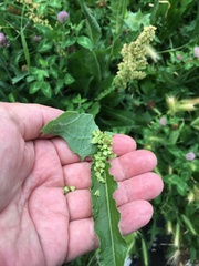Rumex crispus