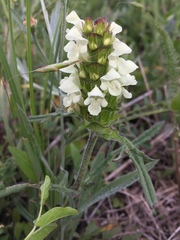 Prunella laciniata