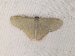 Lophophleps triangularis