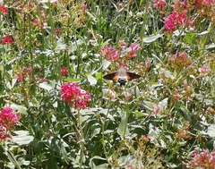 Macroglossum stellatarum