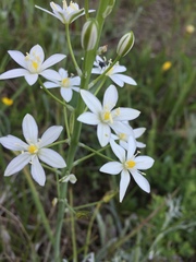 Ornithogalum pyramidale