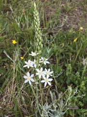 Ornithogalum pyramidale