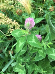 Trifolium pratense