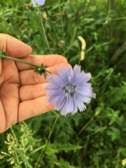 Cichorium intybus