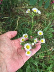 Erigeron annuus