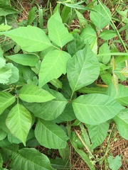 Toxicodendron radicans