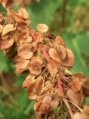 Rumex × confusus